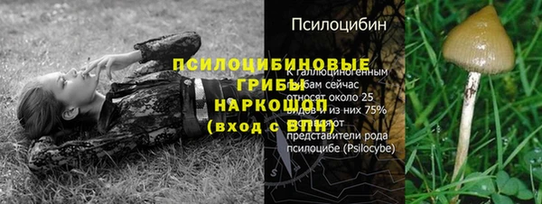 прущие грибы Богданович