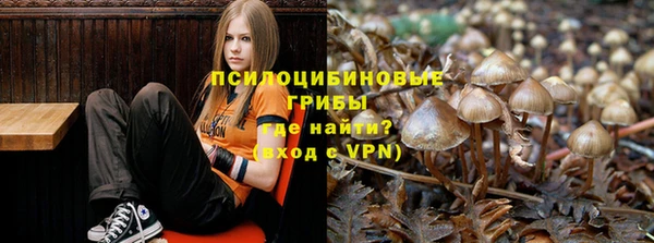 прущие грибы Богданович